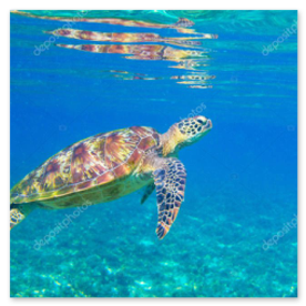 サンゴ礁が広がる遠浅の海